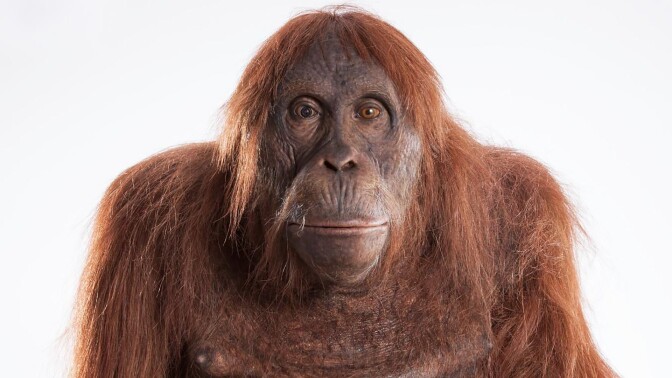 An orangutan spycam from "Nature: Spy in the Wild - Friendship."