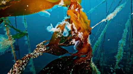 KELP GARDENS OF THE BROWNING PASSAGE