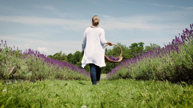 Lavender in Bloom