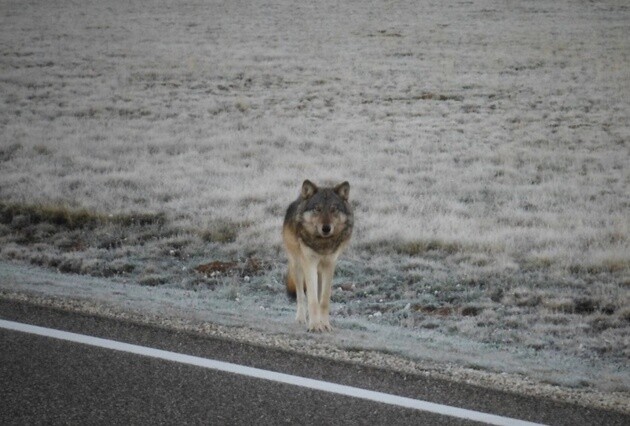 gray-wolf-grand-canyon-1-5-15-thumb-630x426-86012