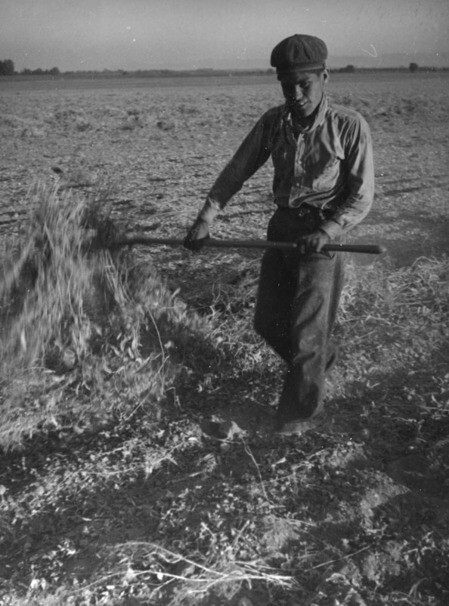 San Fernando Valley lima bean worker, ca. 1937 | Herman J. Schultheis Collection, Los Angeles Public Library