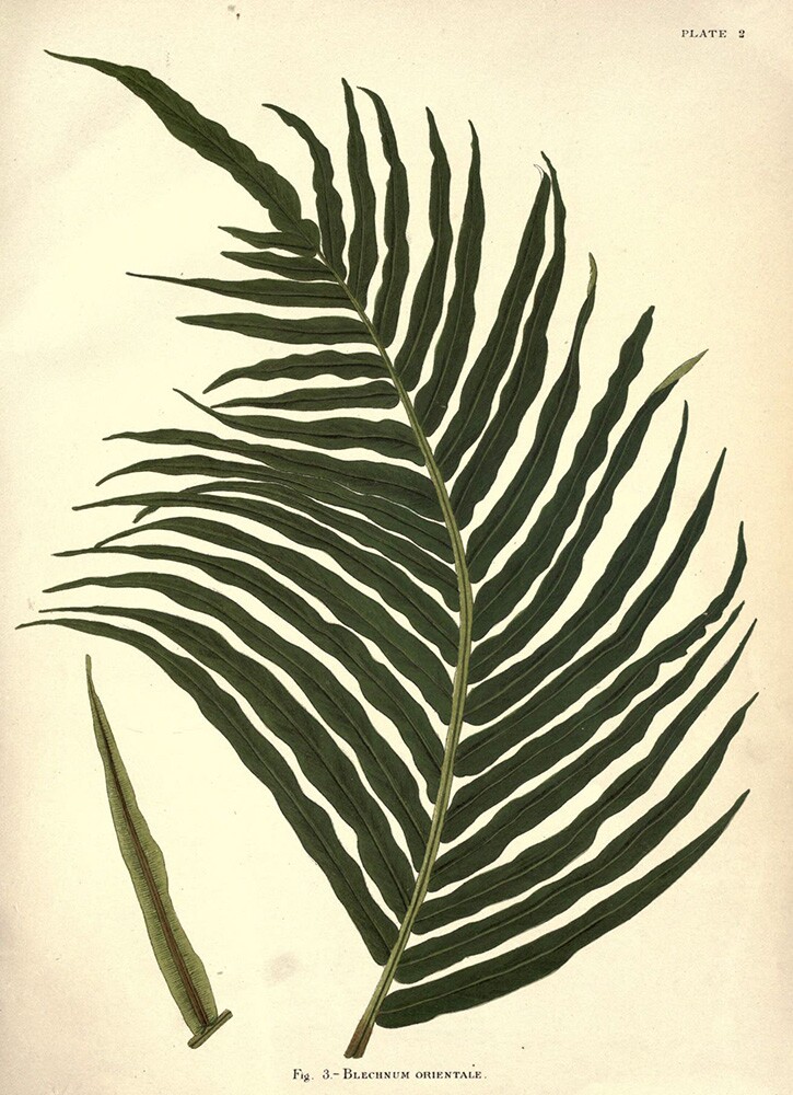Blechnum Fern | Biodiversity Heritage Library | Album of Indian Ferns, 1887 (CC BY-NC-SA 2.0)