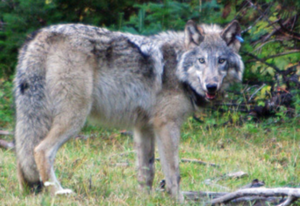 California-wolf-decision-2014-02-06-thumb-600x411-68184