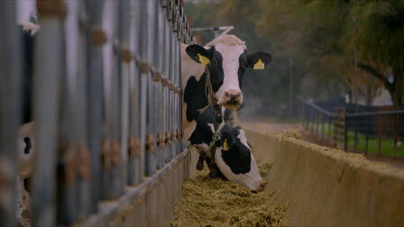Seaweed Reduces Cow Methane