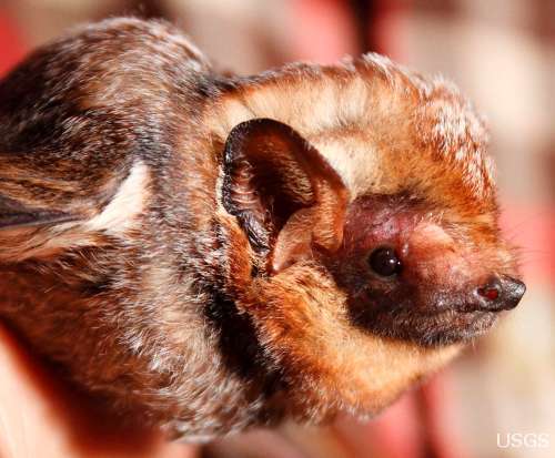 Hawaiian-Hoary-Bat-1-USGS-7-16-12-thumb-600x495-32417