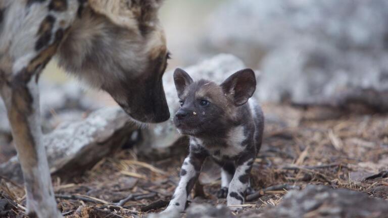 African Wild Dog Mom Needs a Break from Pups