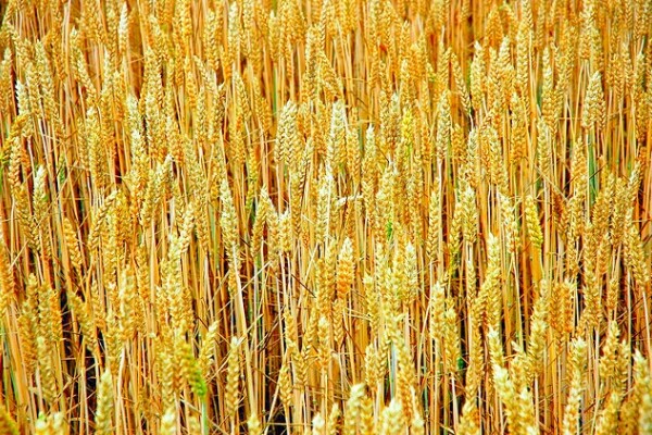 gmowheat1