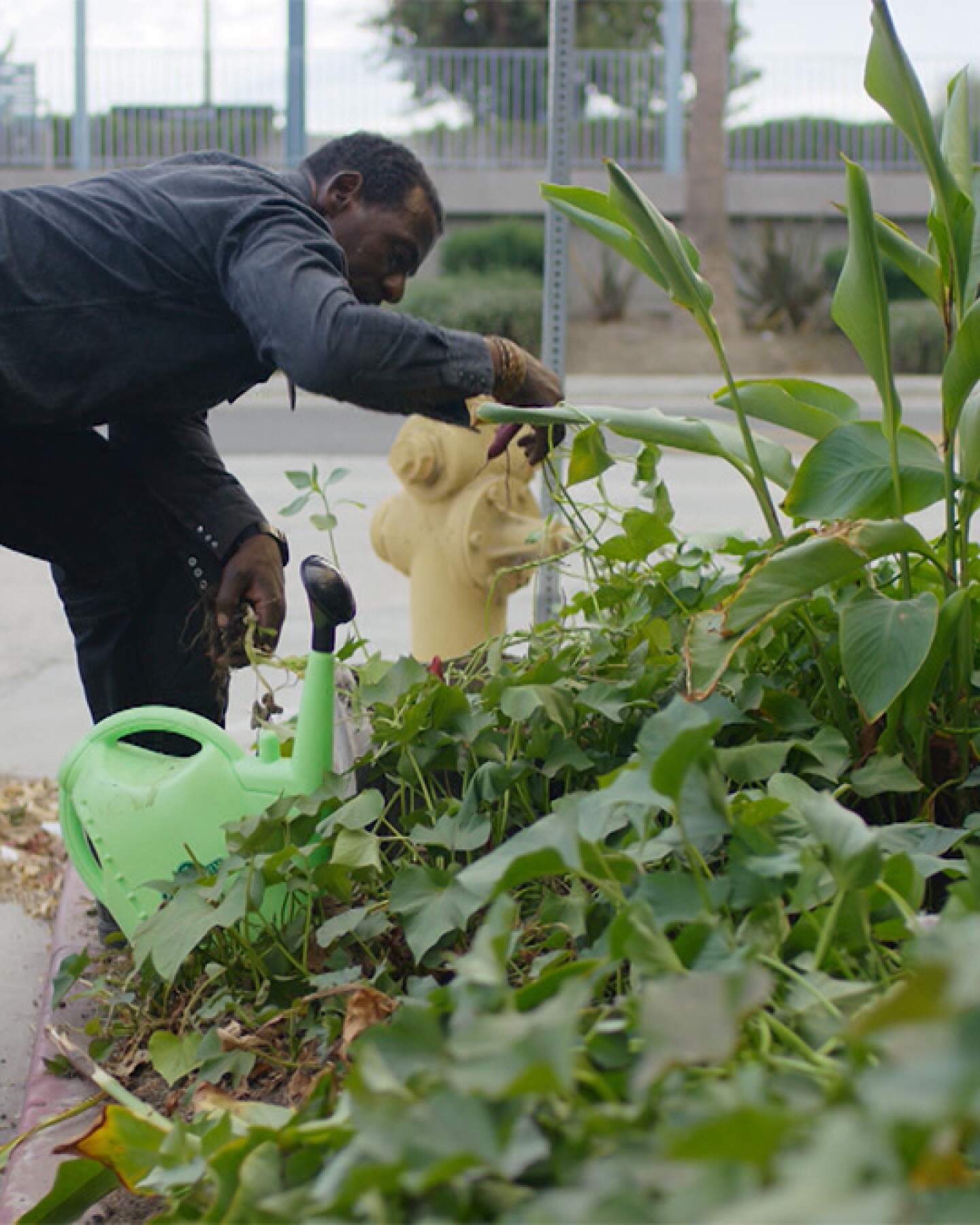 Ron Finley tending his garden at the parkway. | Still from "Broken Bread" Access