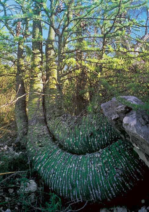 Mining operations in Puebla, Mexico have destroyed the habitat of this rare species — the Fouquieria purpusii.