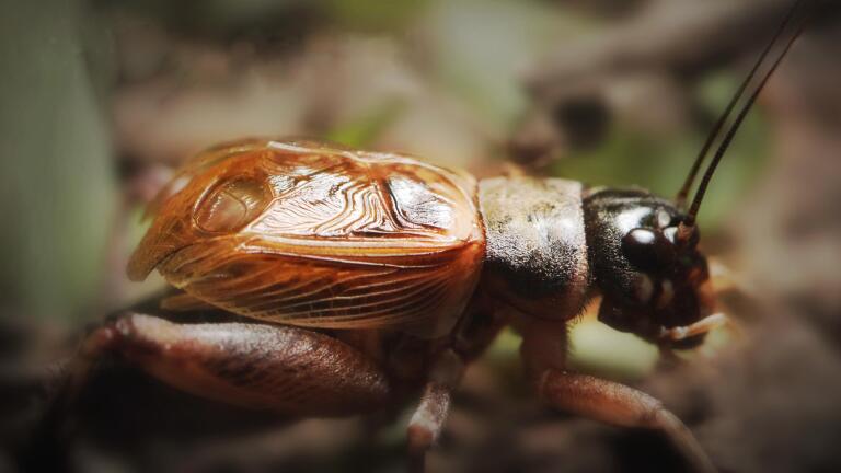 Why Crickets Just Won't Shut Up