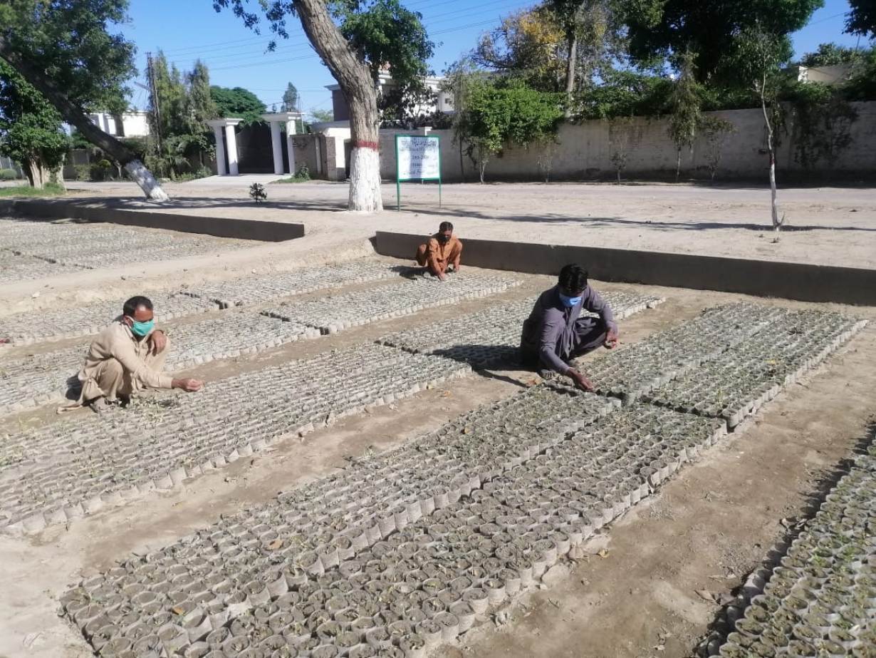 Men tend to tree nurseries. | Credit: Shahid Rashid Awan, Project Director (Punjab) TBTTP
