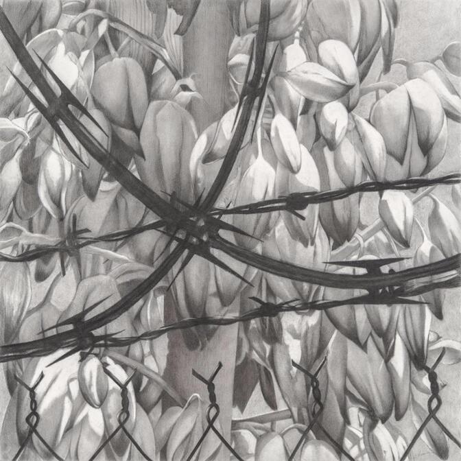 Catherine Ruane's "Constantine" barbed wire pinning back desert blossoms | Courtesy of the artist