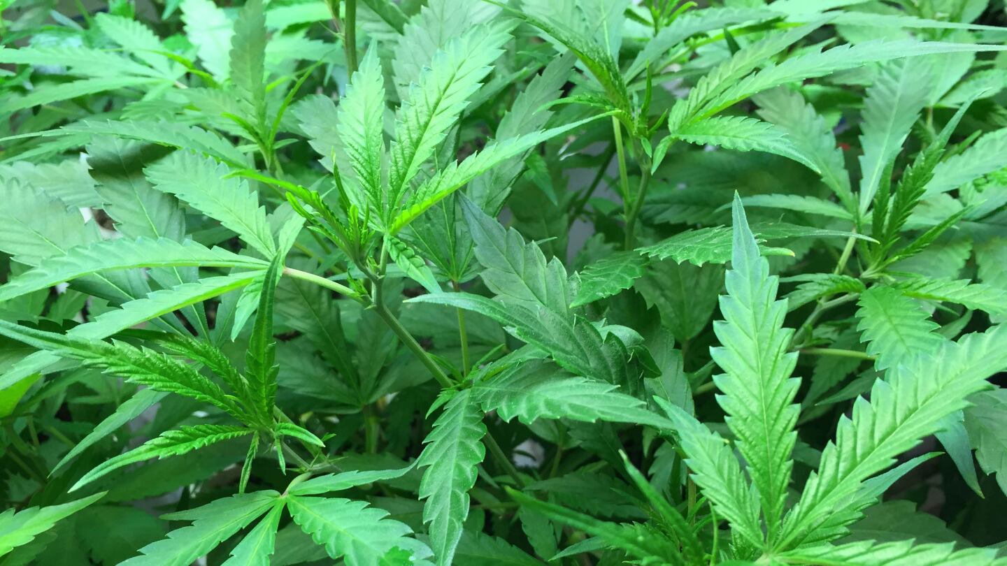 Long Beach voters will decide two measures on marijuana | photo Jennifer Martin