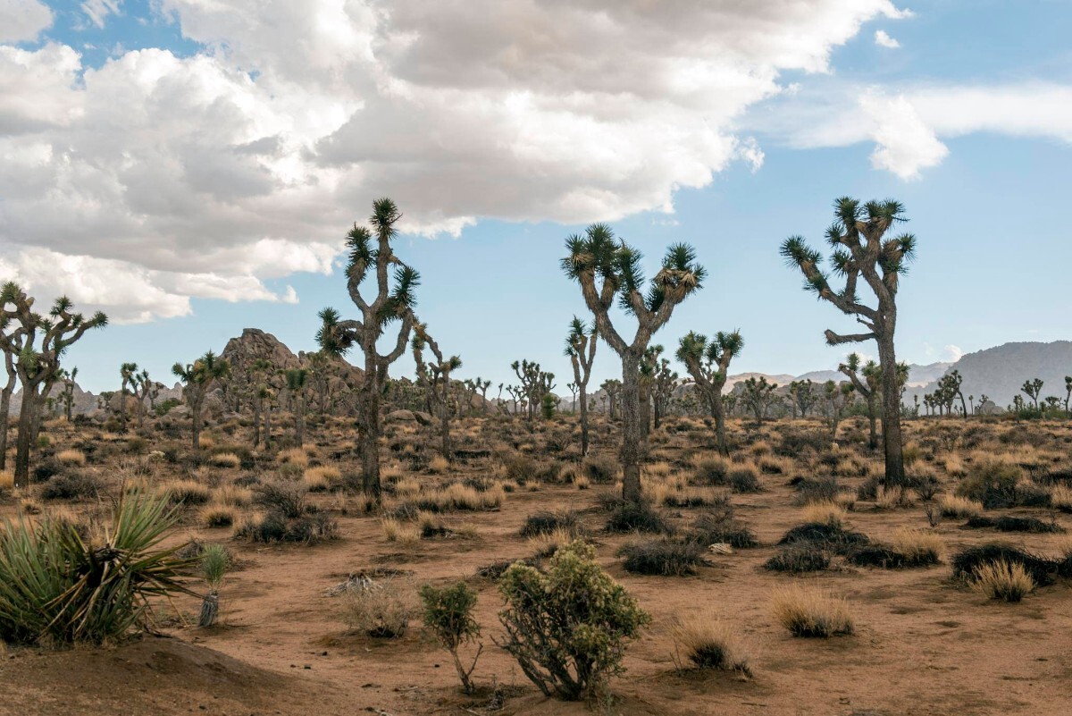 Joshua Tree National Park | Christopher Michel | Some Rights Reserved