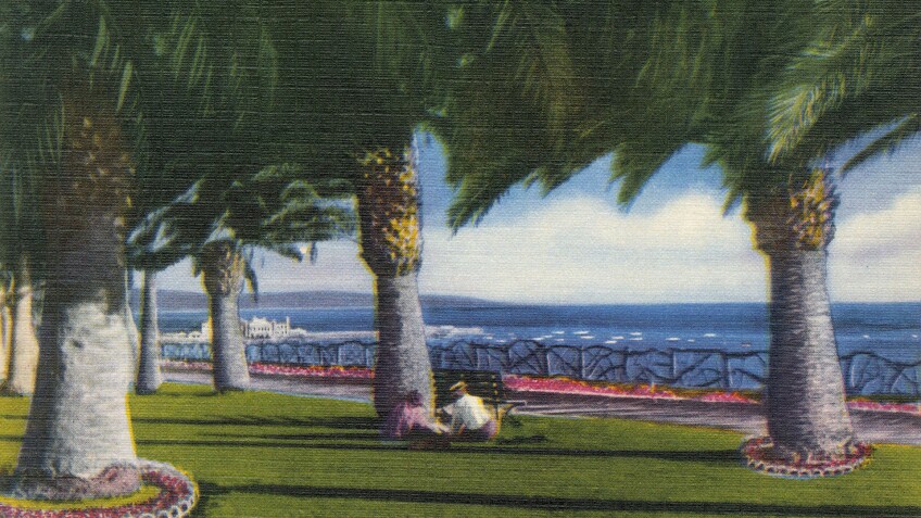 palisades_palms_lmu_header.jpg