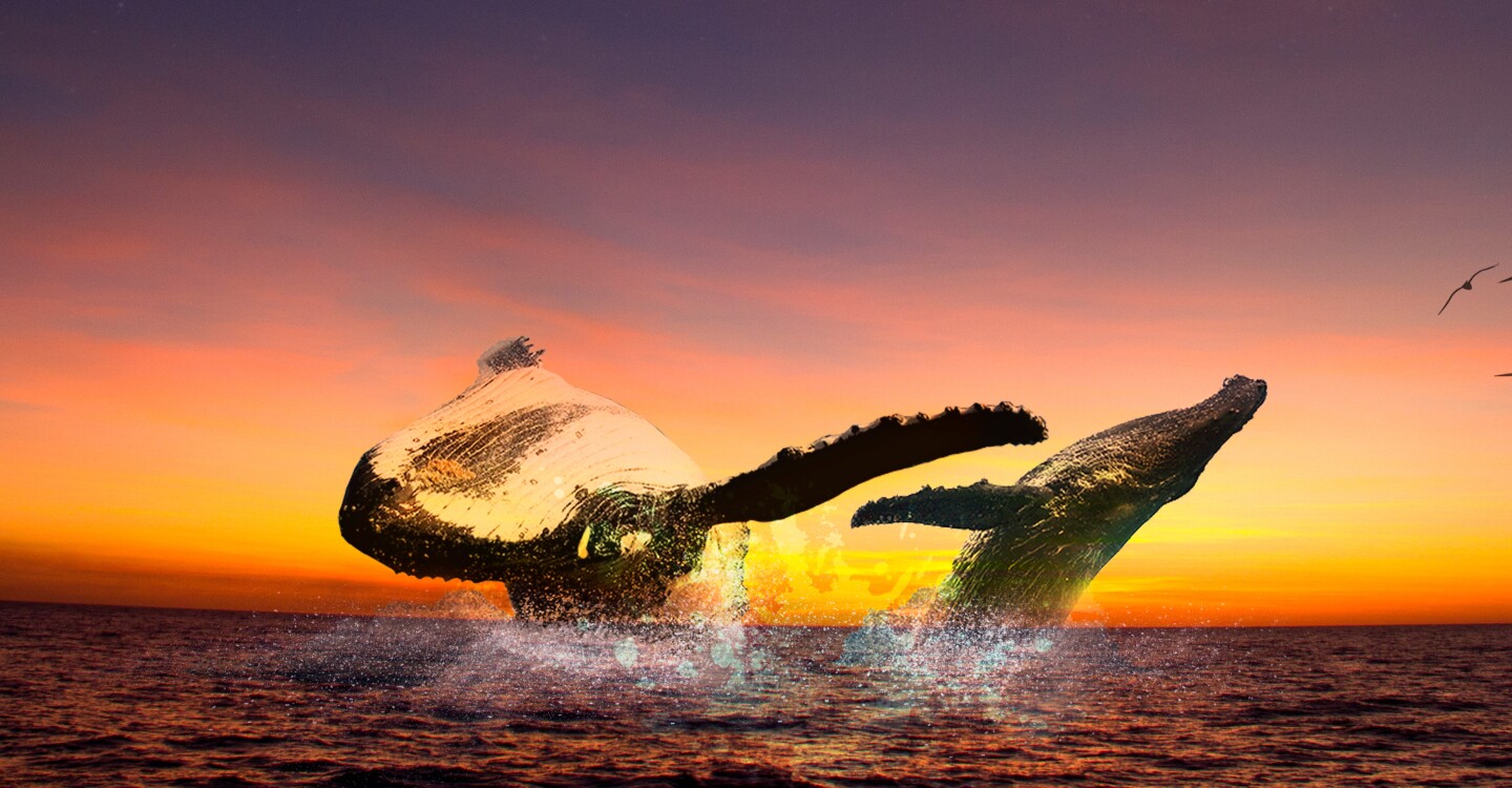 Graphic of humpback whales flipping above water.