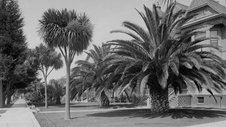 Palm trees on Figueroa Street south of 16th Street circa 1890. Courtesy of the Title Insurance and Trust / C.C. Pierce Photography Collection, USC Libraries.