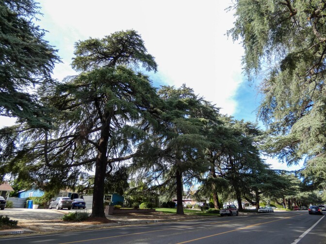 Tall cedar trees line an asphalt road. Cars are parked at the curb at various parts of the street.
