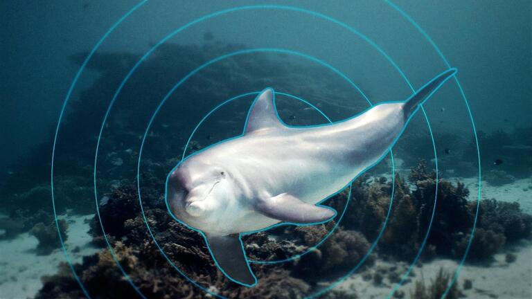 Examining the Impact of Sound on Marine Life