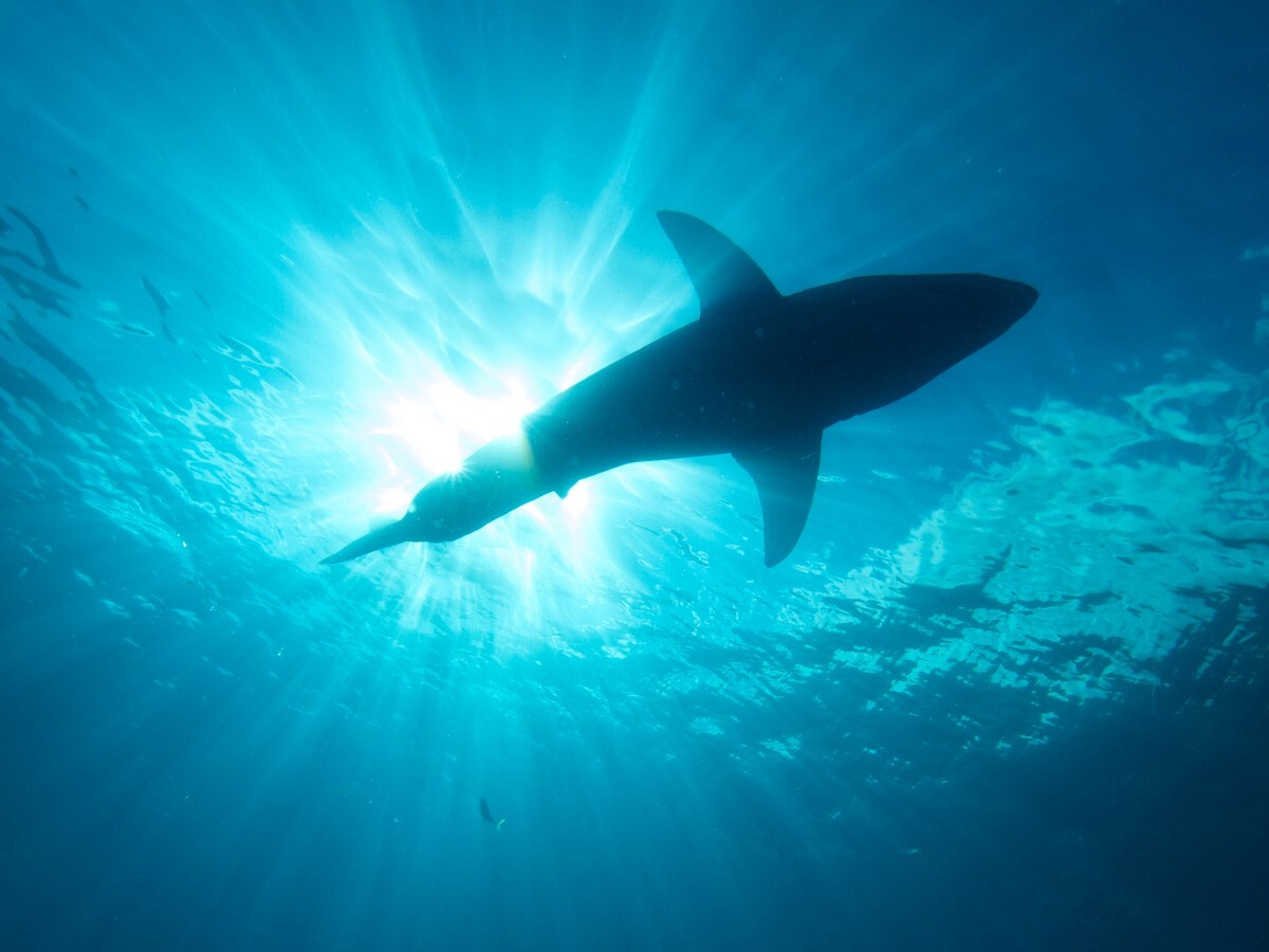 Great White Shark | Flicker: Elias Levy