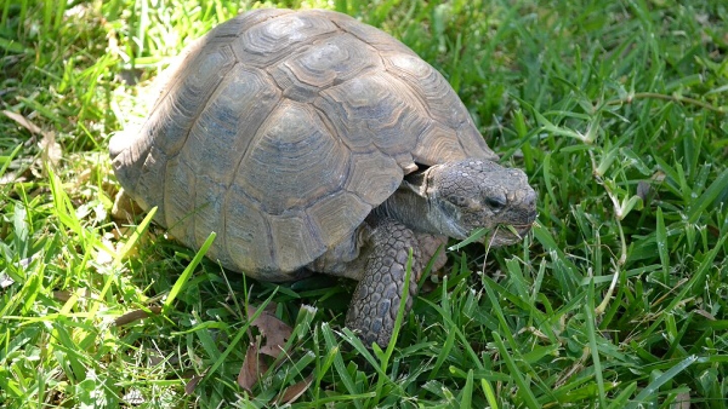 Desert tortoise available for adoption. | Photo: Alicia Clark/KCET