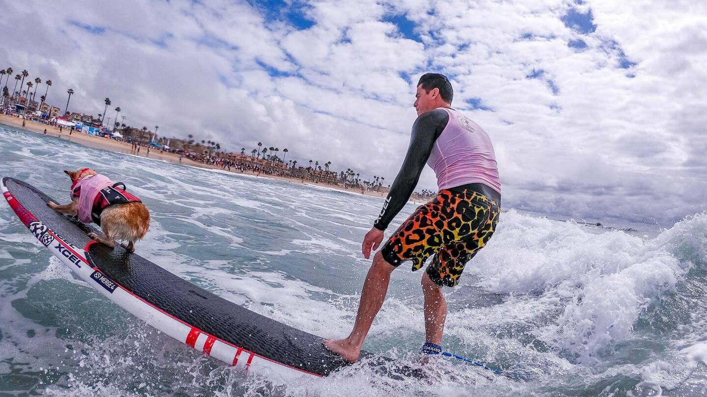 Man in pink and black rides a wave with his dog in front of him on the surfboard