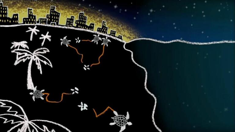 The City Dark: How Lights Can Confuse Baby Turtles