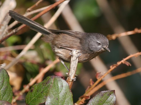 Wrentit_edit-thumb-600x448-63509