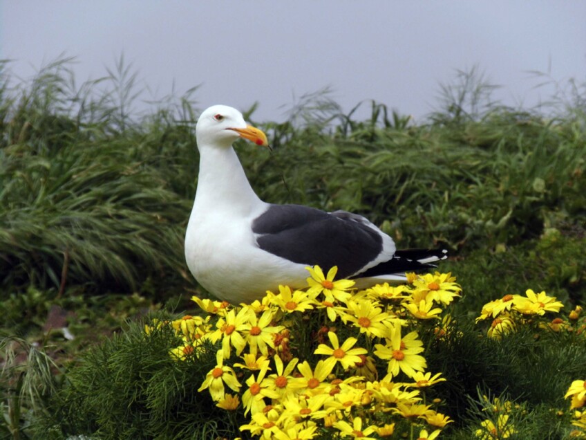 Anacapa Island: Seagull