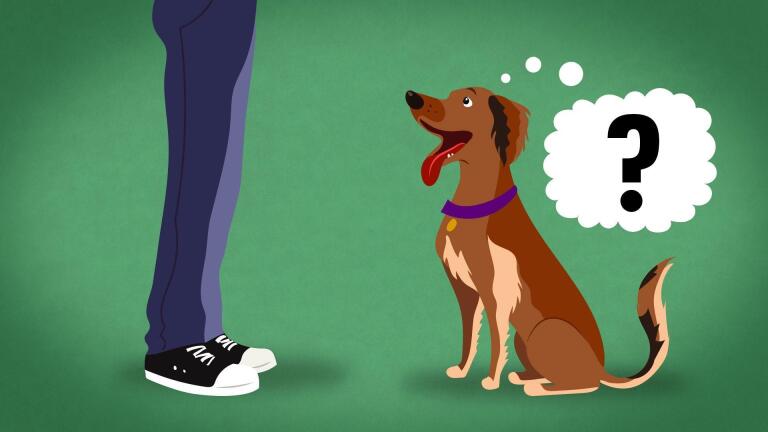 Does My Dog Know What I’m Thinking?