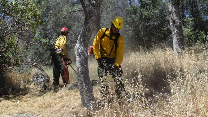 National Parks fire crew at Ash Mountain working to remove grass manually in some places deemed less suitable for burning | Photo: National Park Service