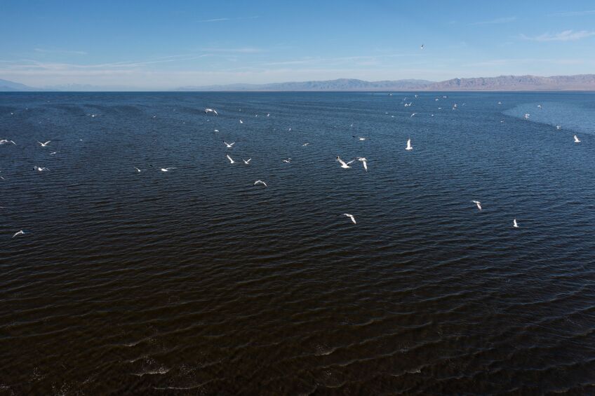 Birds fly over the Salton Sea near Calipatria, California.