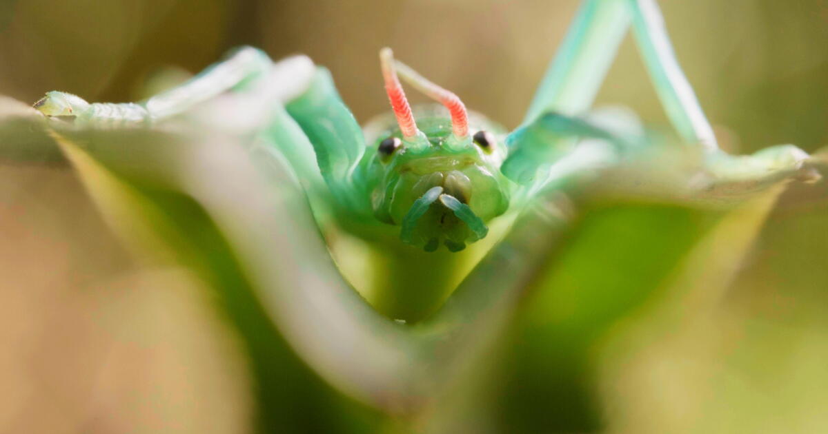 Watch This Stick Insect Has a Peppermint-Scented Secret Weapon | Deep ...