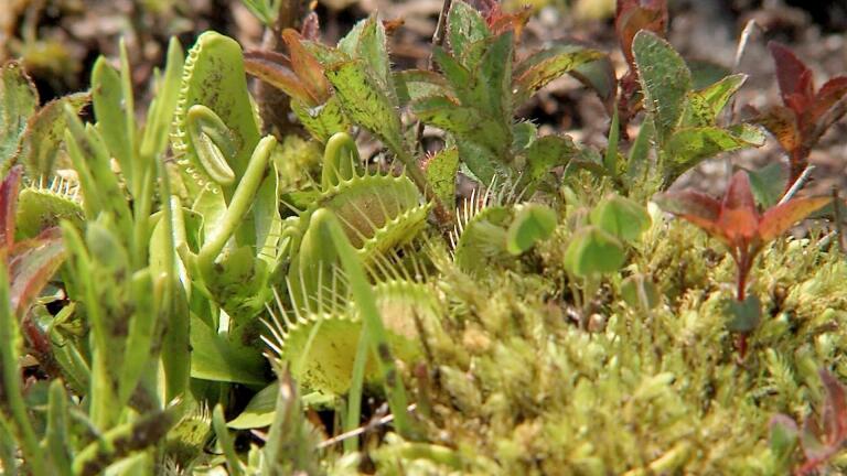 Venus Flytrap