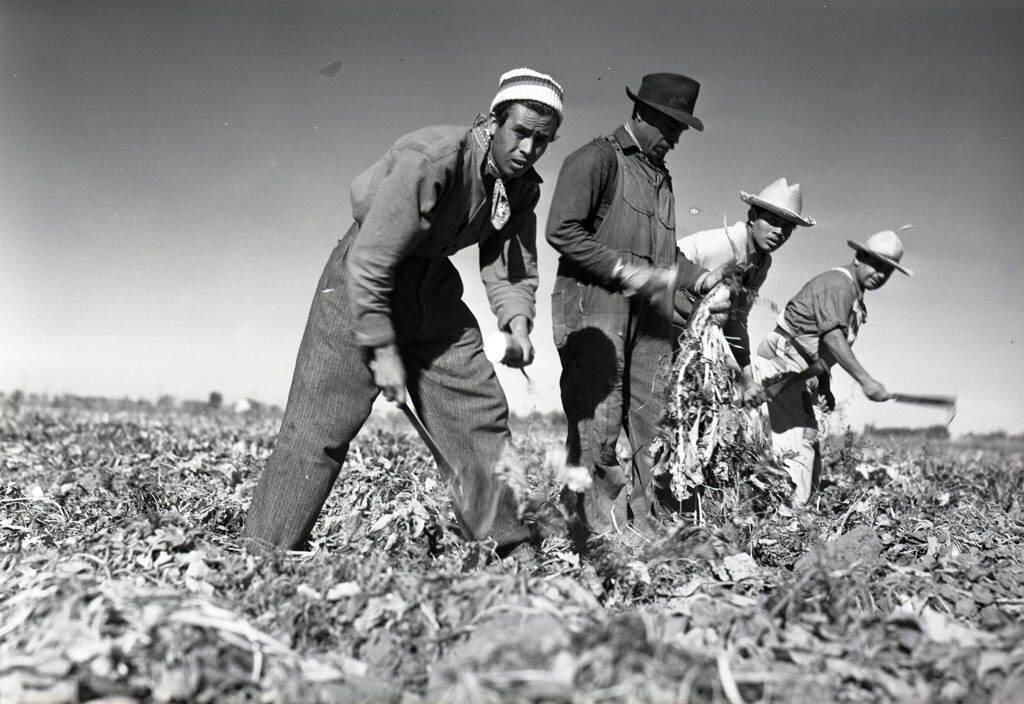 Four Mexican workers harvesting sugar beets in 1942 for Spreckels Sugar Company, Woodland, CA.