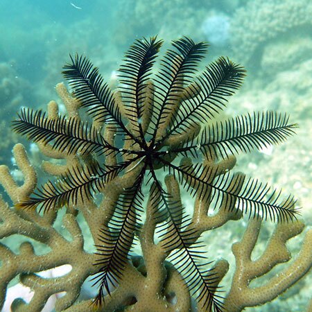 The black feather star crinoid, potential source of cancer drugs | Photo: David Witherall, Flor Perez Tomini and Michaela Carlson, some rights reserved