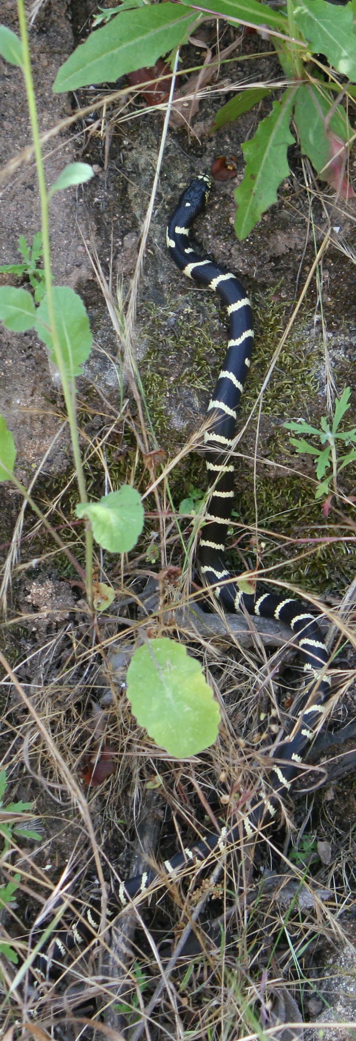 California kingsnake (Lampropeltis californiae) of Griffith Park| Courtesy of Gerry Hans