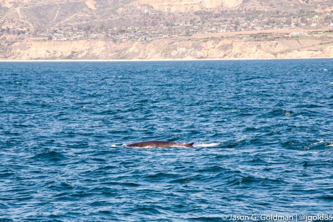 goldmanfinwhale-4-12-16.jpg