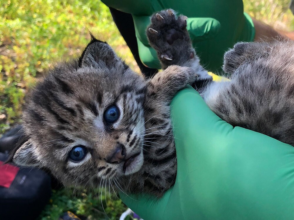 Bobcats - Westlake Village - Four Kittens