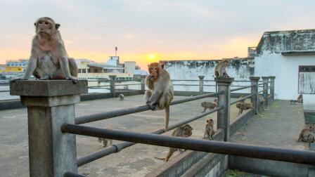Macaques in Thailand Raid a Moving Car for Food