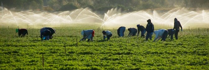 Several people crouched down in a green agricultural field with sprinklers spraying in the background. | Still from "City Rising: The Informal Economy"