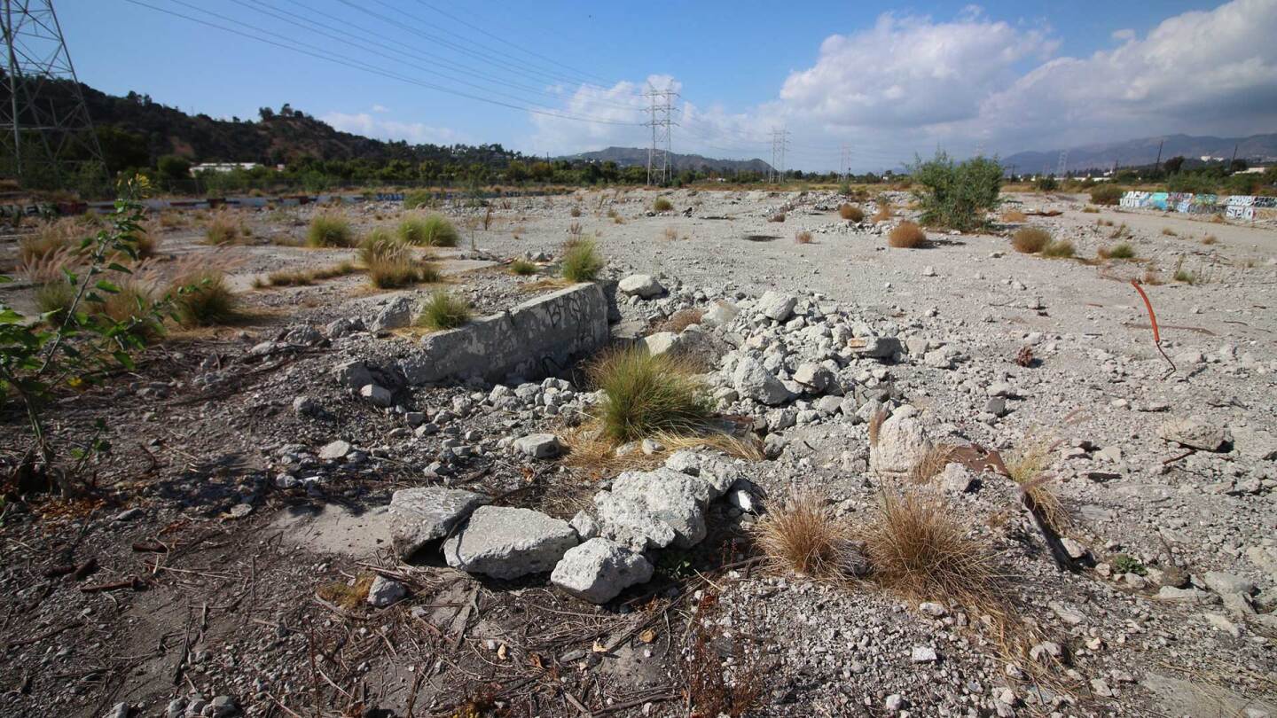 Plants growing amid broken concrete and rubble at Taylor Yard. | Courtney Cecale