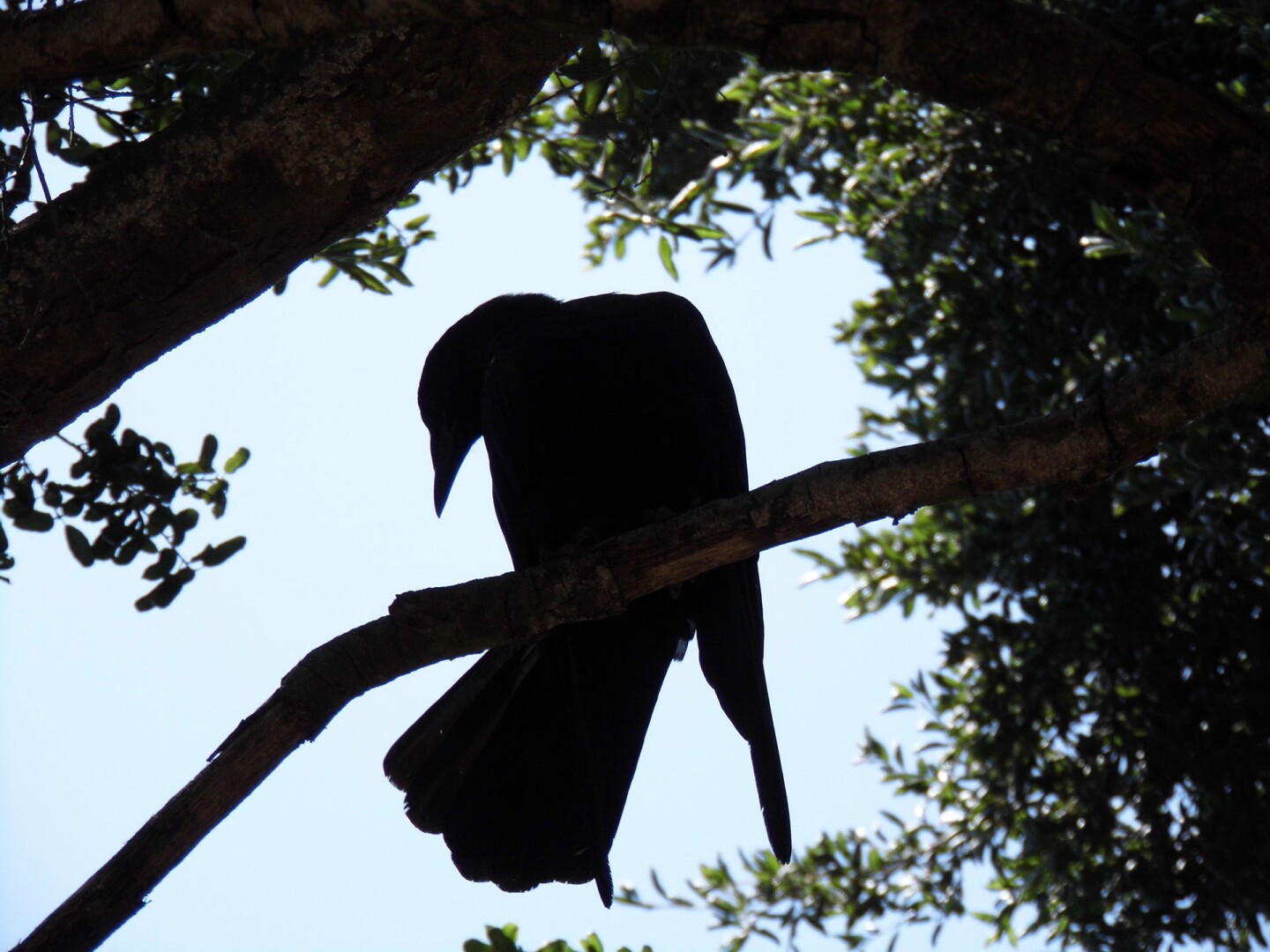 Bird