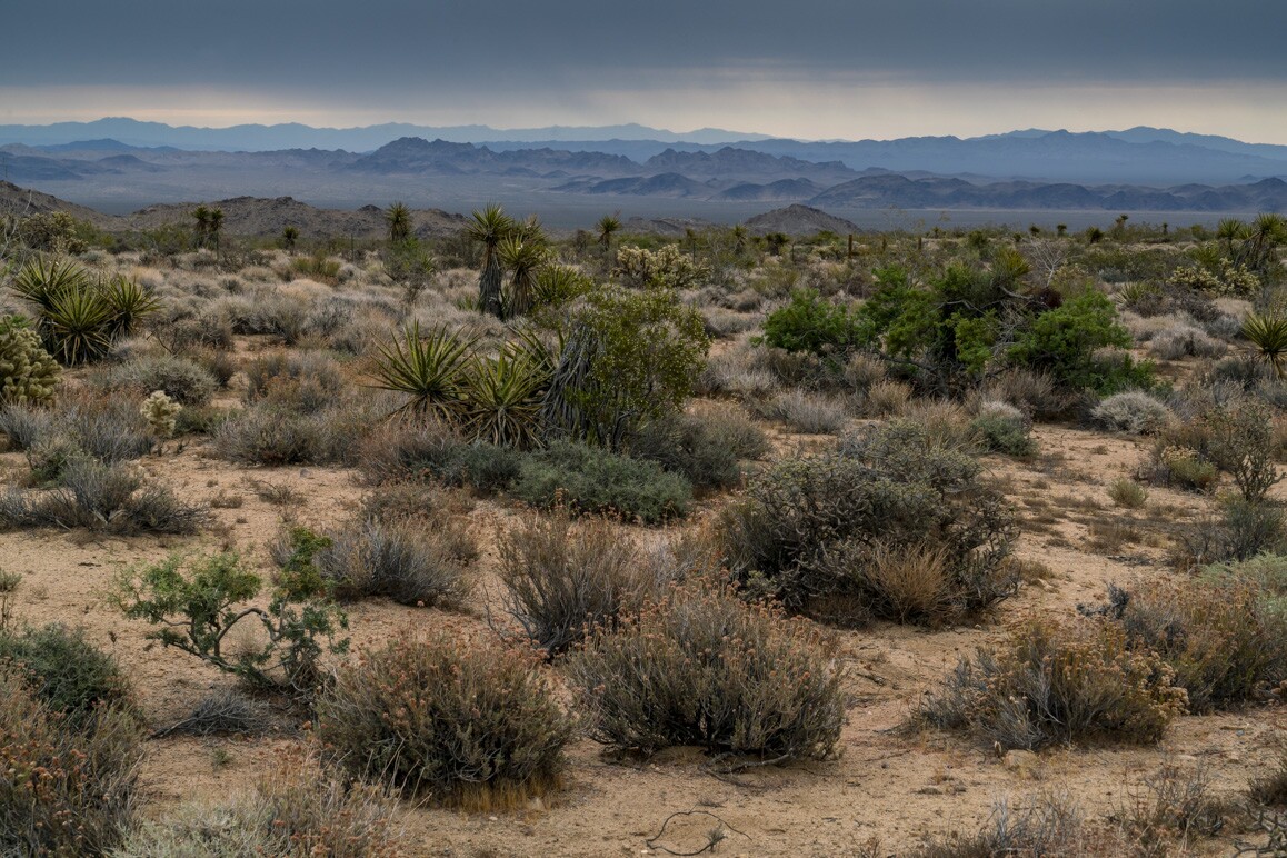 A view looking east towards Ward and Chemehuevi Valleys from the Old Woman Mountains Preserve. Photo: Kim Stringfellow.