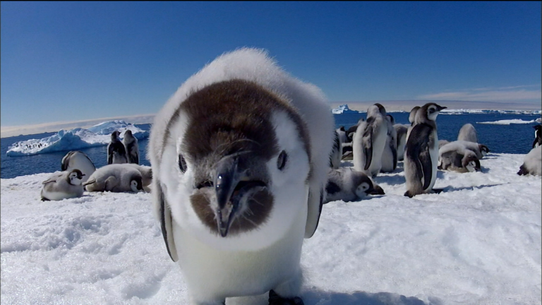 Penguins: Spy in the Huddle - Part 3