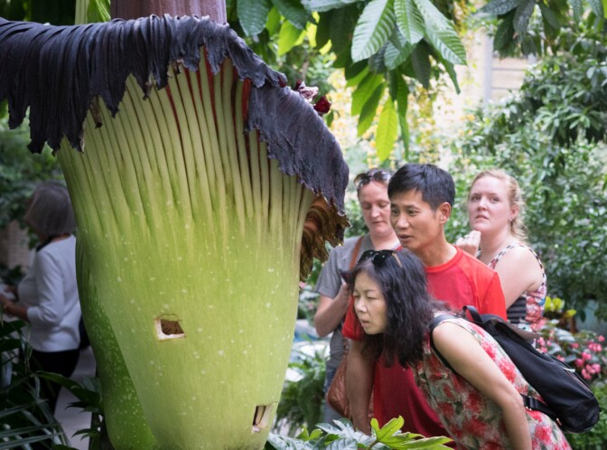 Corpse Flower | Victoria Pickering/Flickr