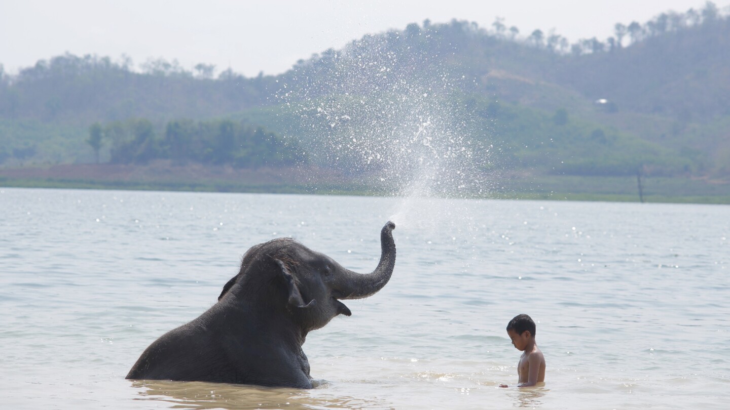 An elephant sitting in a body of water sprays water out its trunk with a boy next to it. | From "Pop Aye"