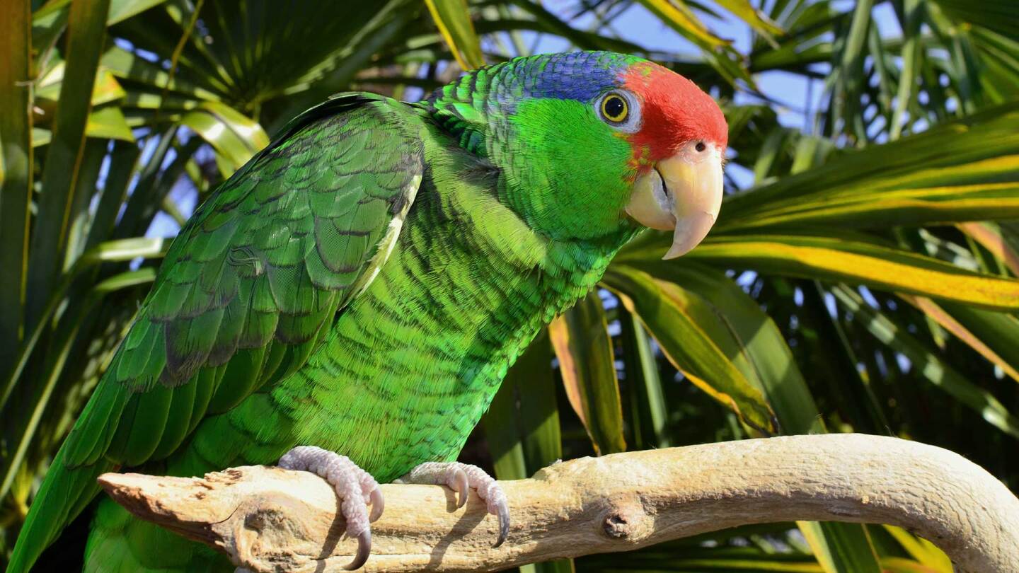 Red-crowned Amazon Parrot (large) | iStock/Parrotstarr
