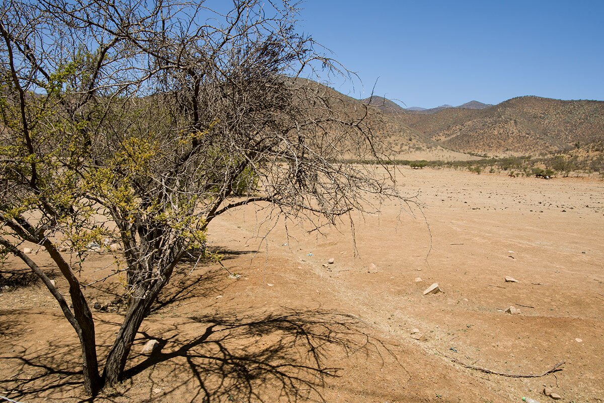 A dry tree and barren land in the Petorca Valley region of Chile. | Valeria Cardi/Thomson Reuters Foundation