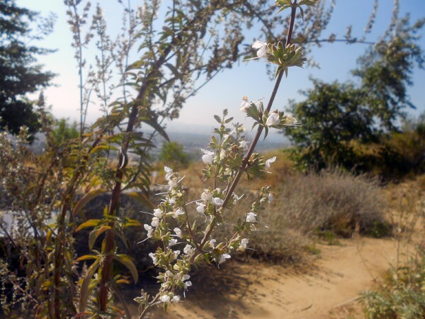 The flowers of the White Sage plant are in bloom here at the Baldwin Hills Scenic Overlook in Culver City.